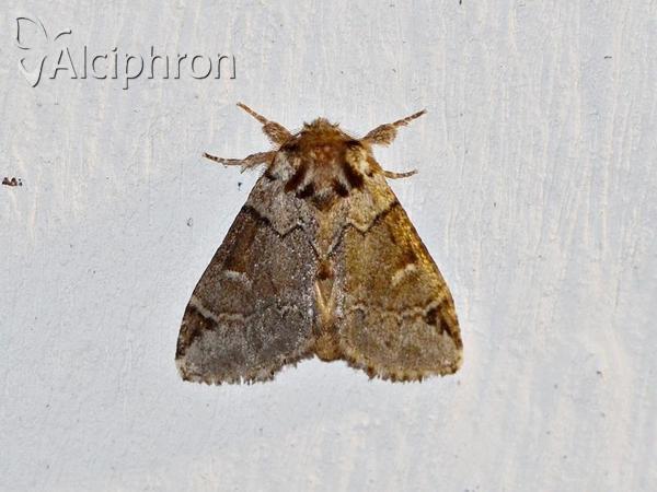 Drymonia obliterata