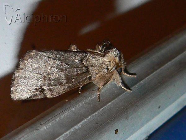 Drymonia obliterata