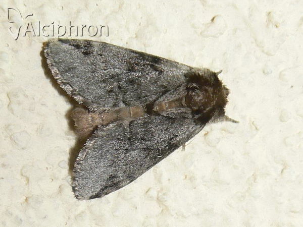 Drymonia obliterata