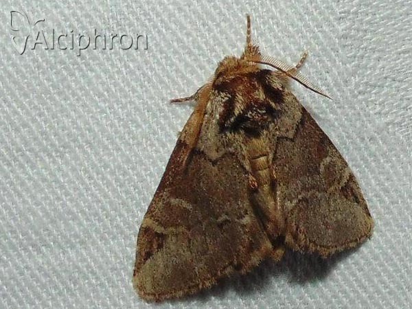 Drymonia obliterata