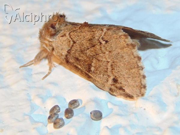 Drymonia obliterata