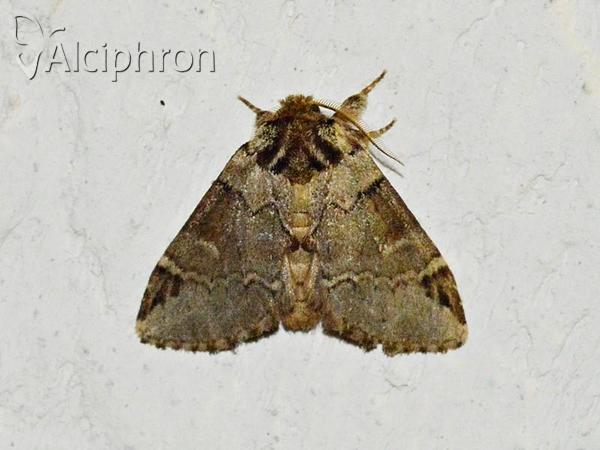 Drymonia obliterata