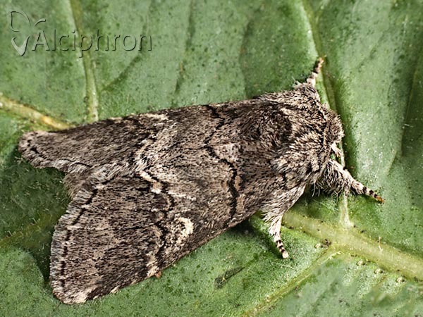 Drymonia querna