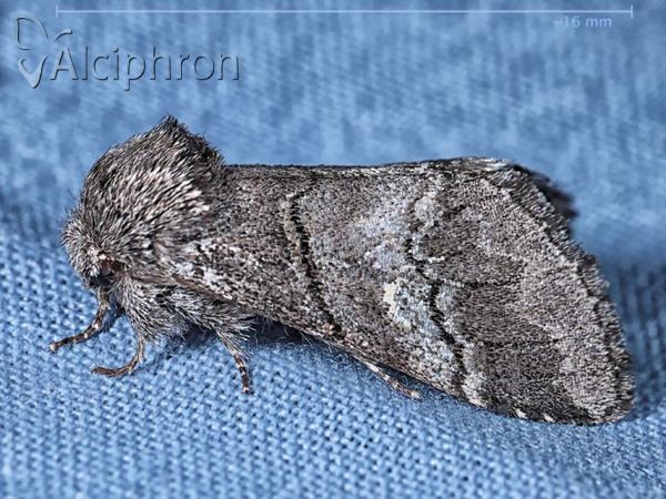 Drymonia querna