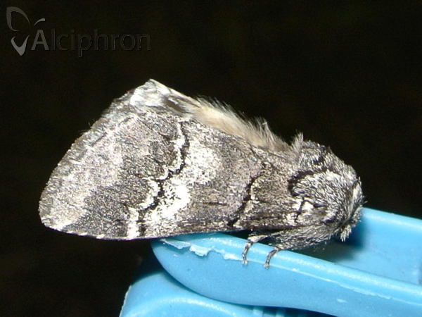 Drymonia querna