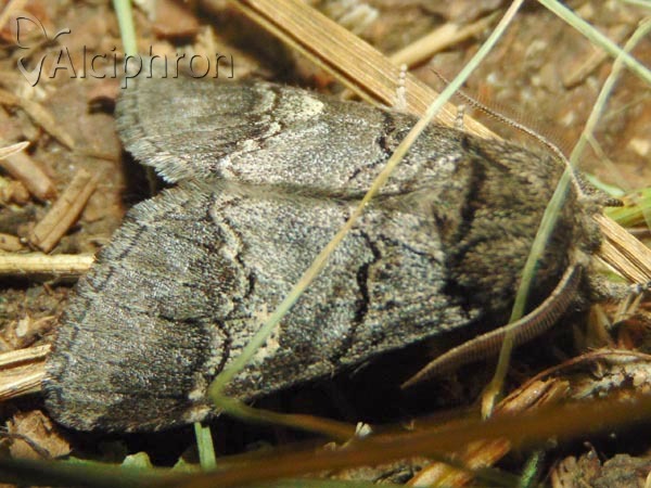 Drymonia querna
