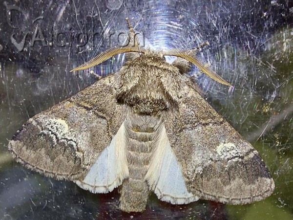Drymonia querna