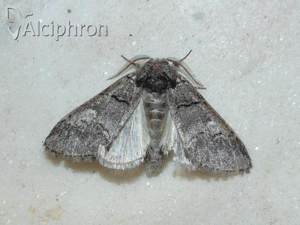 Drymonia querna