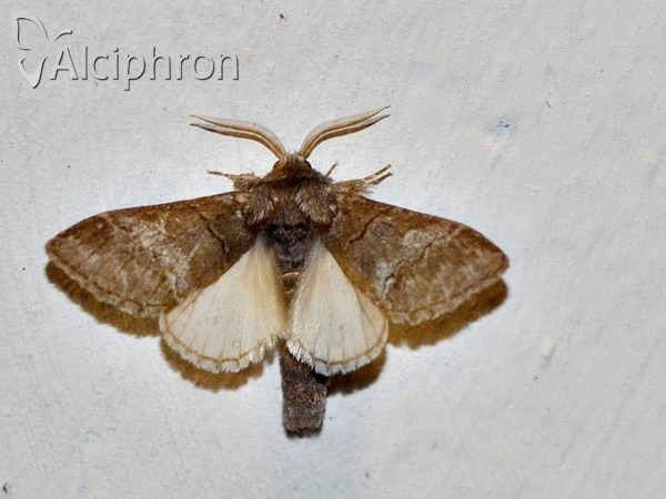 Drymonia querna