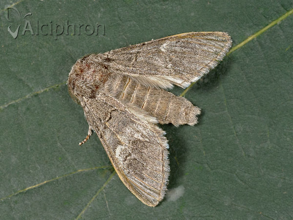 Drymonia querna