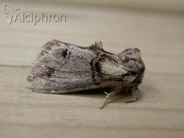 Drymonia velitaris