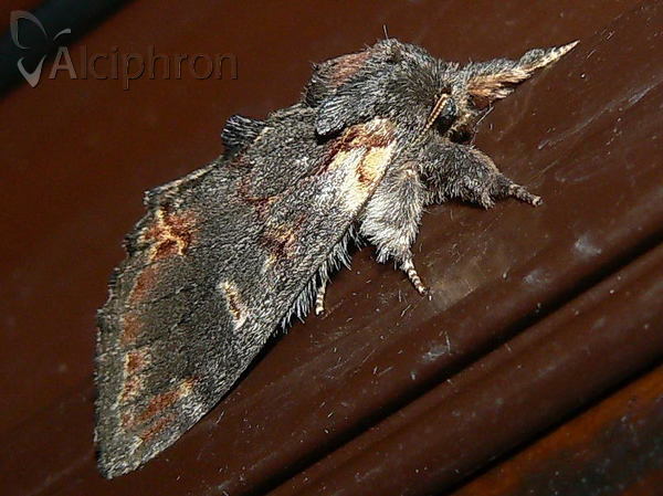 Notodonta dromedarius