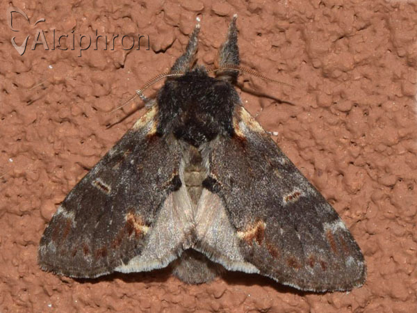 Notodonta dromedarius