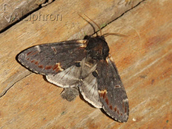 Notodonta dromedarius