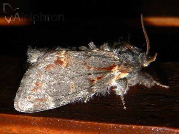 Notodonta dromedarius