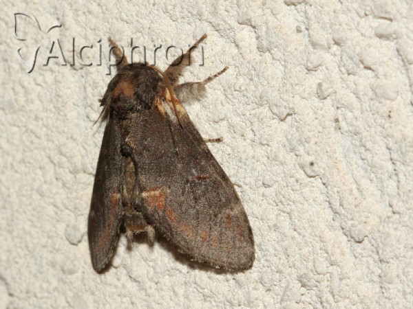 Notodonta dromedarius