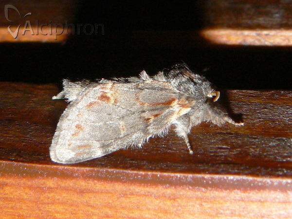 Notodonta dromedarius