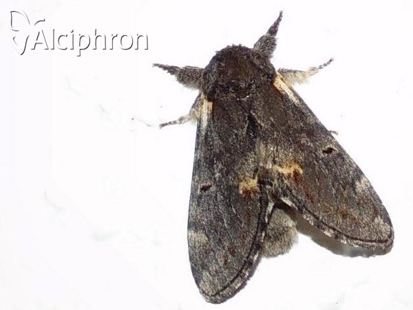 Notodonta dromedarius