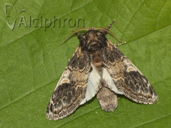Notodonta tritophus