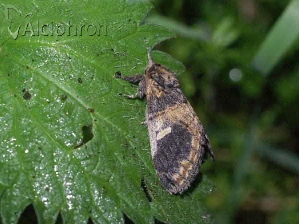 Notodonta tritophus