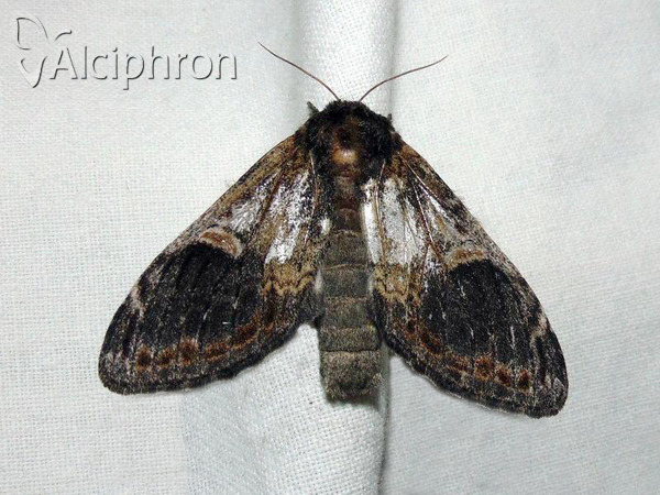 Notodonta tritophus