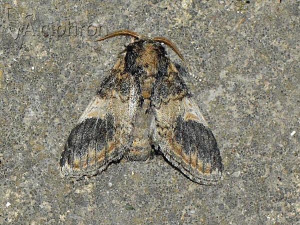 Notodonta tritophus
