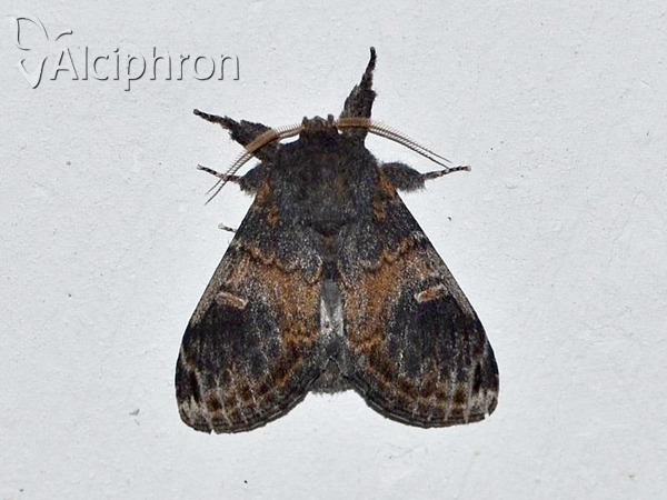 Notodonta tritophus