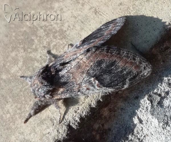Notodonta tritophus