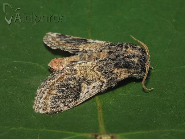 Notodonta tritophus
