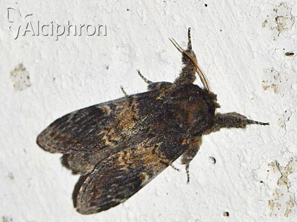 Notodonta tritophus