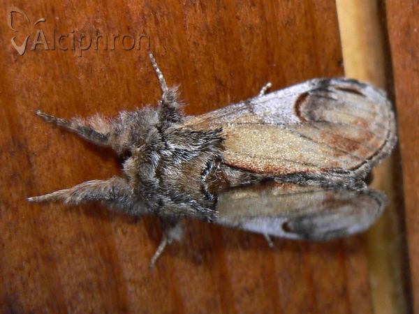 Notodonta ziczac