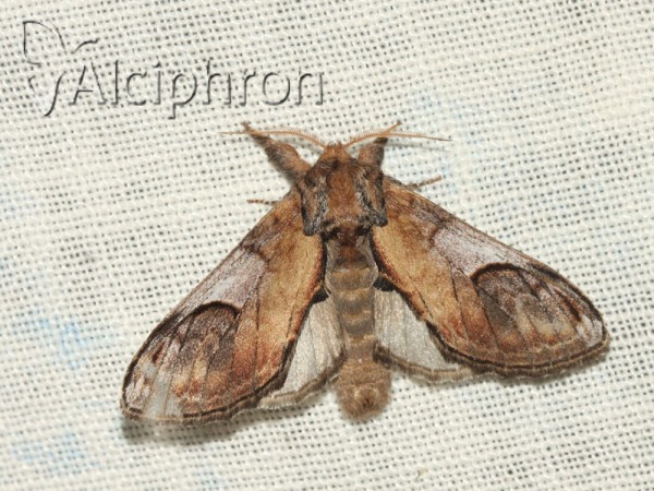 Notodonta ziczac