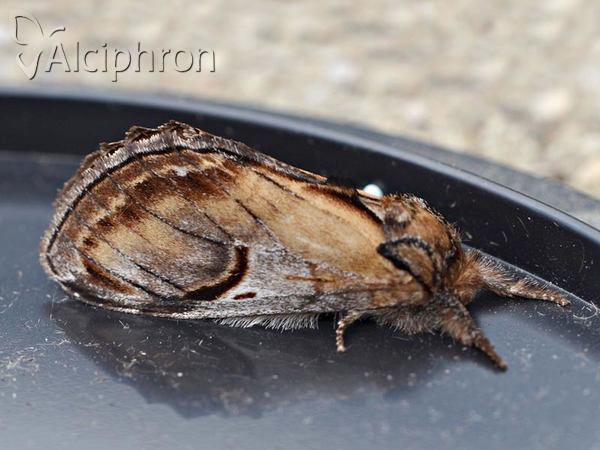Notodonta ziczac
