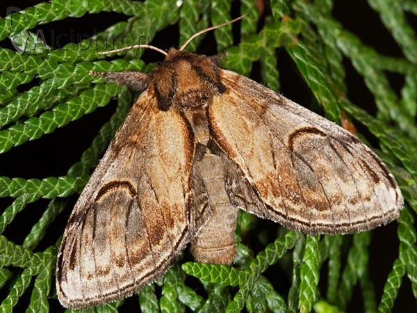 Notodonta ziczac