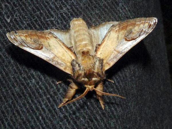 Notodonta ziczac