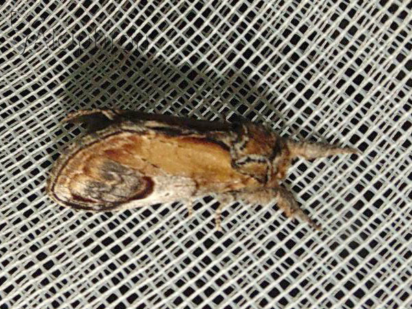 Notodonta ziczac