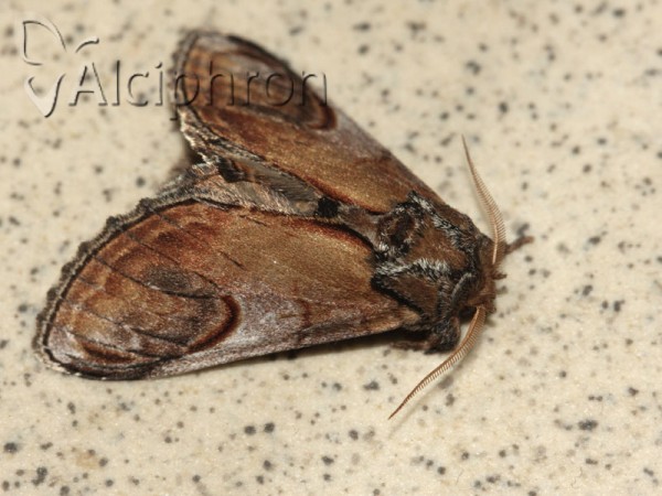 Notodonta ziczac