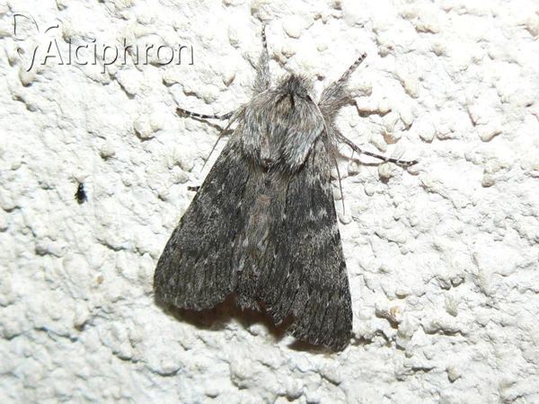 Dicranura ulmi