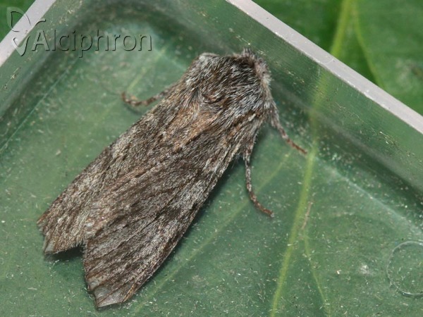 Dicranura ulmi