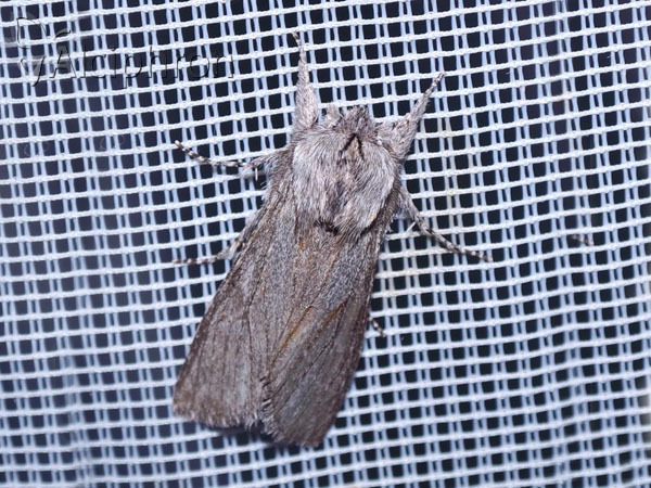 Dicranura ulmi