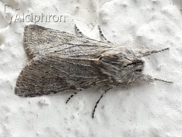 Dicranura ulmi