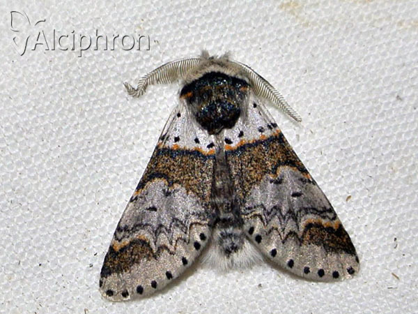 Furcula furcula