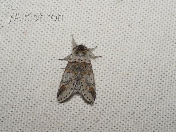 Furcula furcula