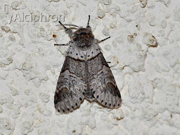 Furcula furcula
