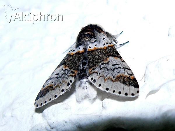 Furcula furcula