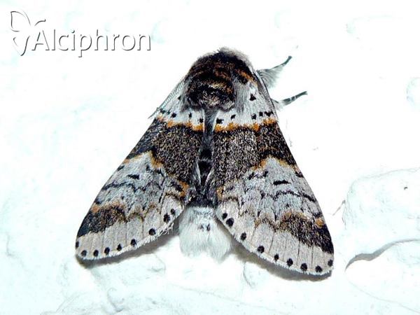 Furcula furcula
