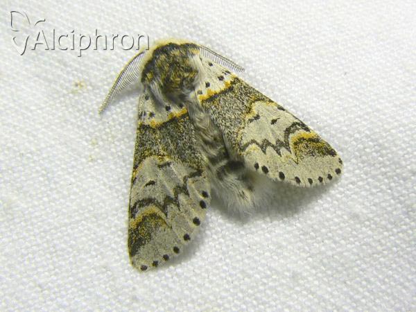 Furcula furcula