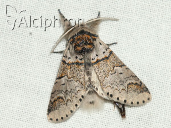 Furcula furcula