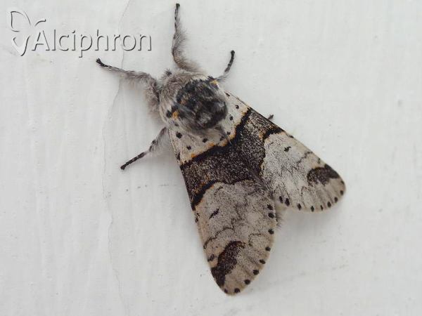Furcula bifida