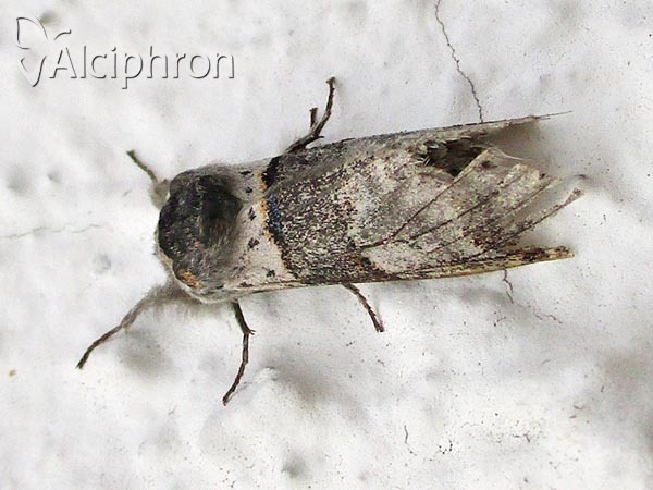 Furcula bifida